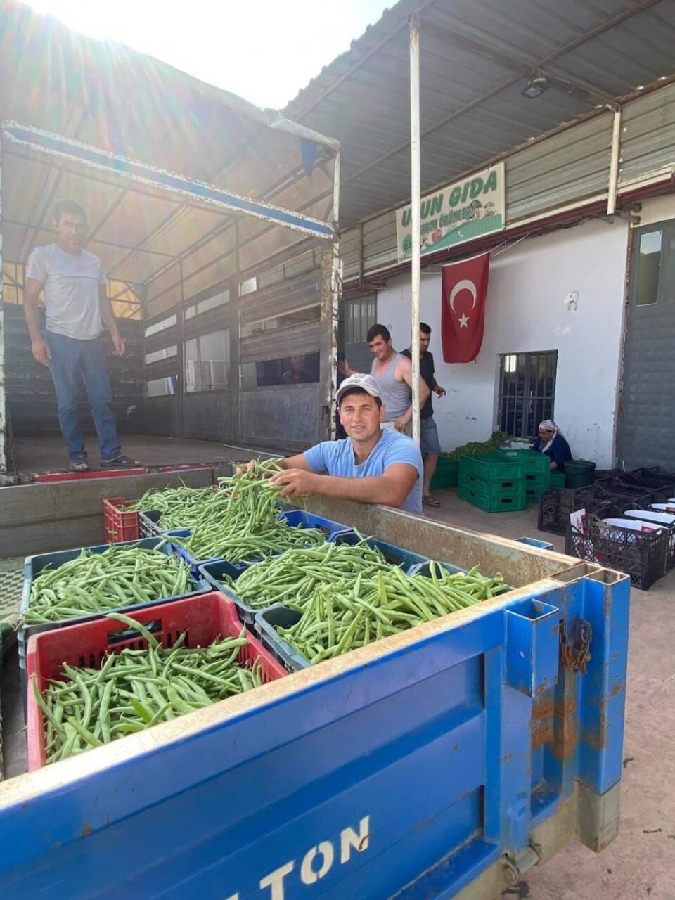 Fasulye hasadı başladı