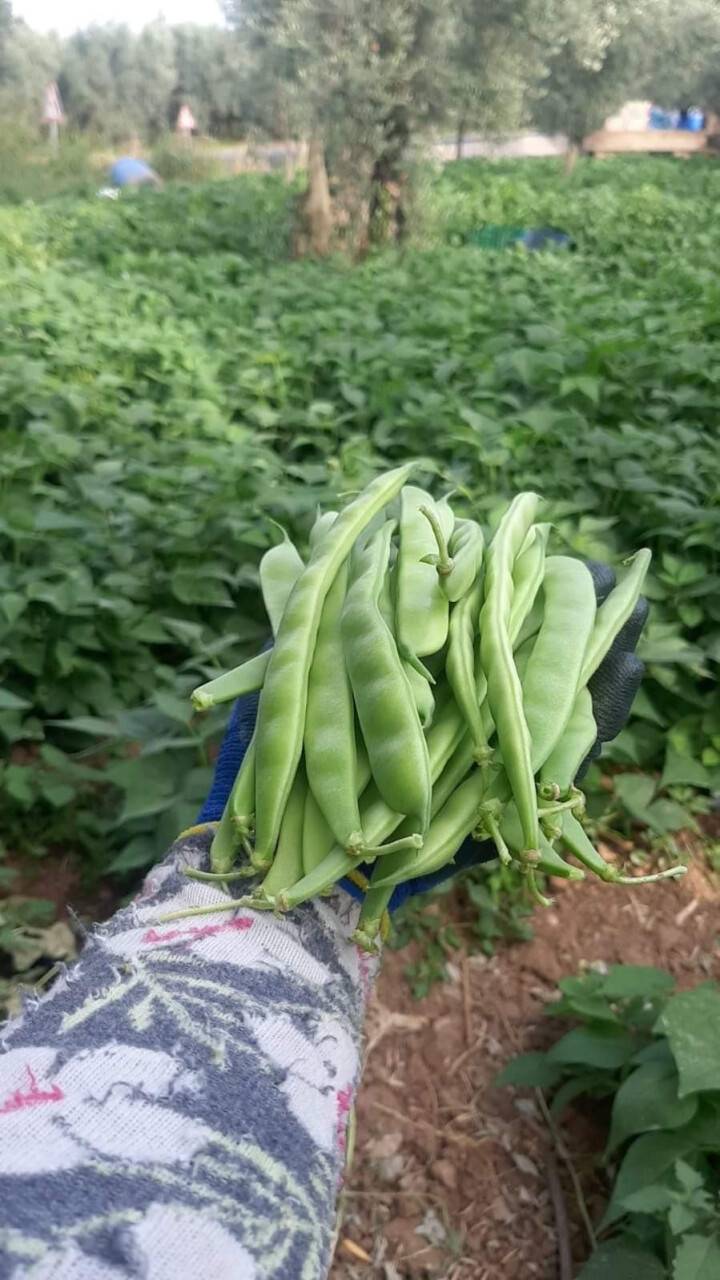 Fasulye hasadı başladı