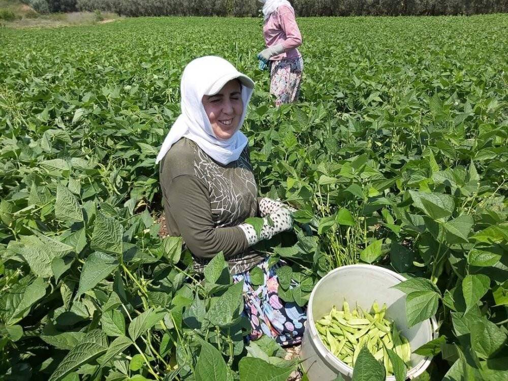 Fasulye hasadı başladı