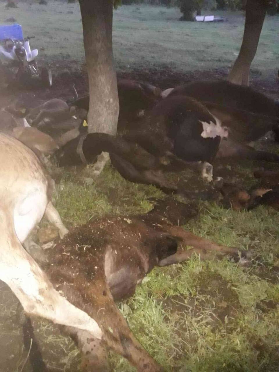 Hayvan sürüsünün üzerine yıldırım düştü, 17 büyükbaş telef oldu