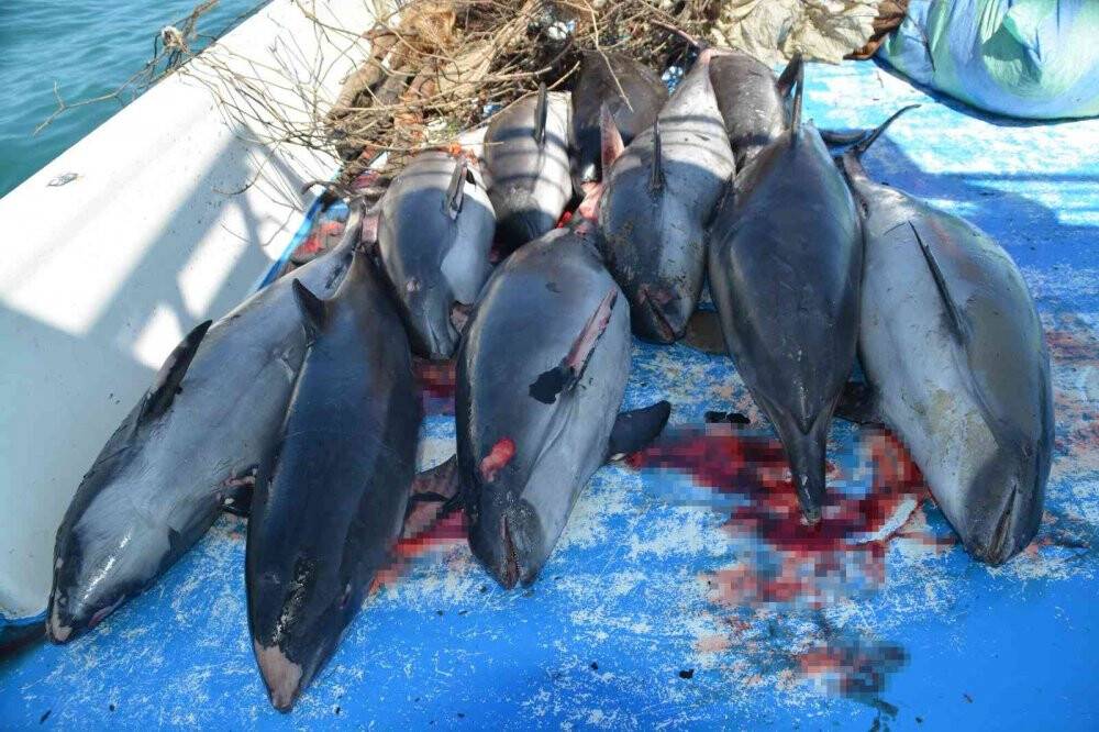 Ağlara takılan akustik cihazlar, yunusların hayatını kurtaracak