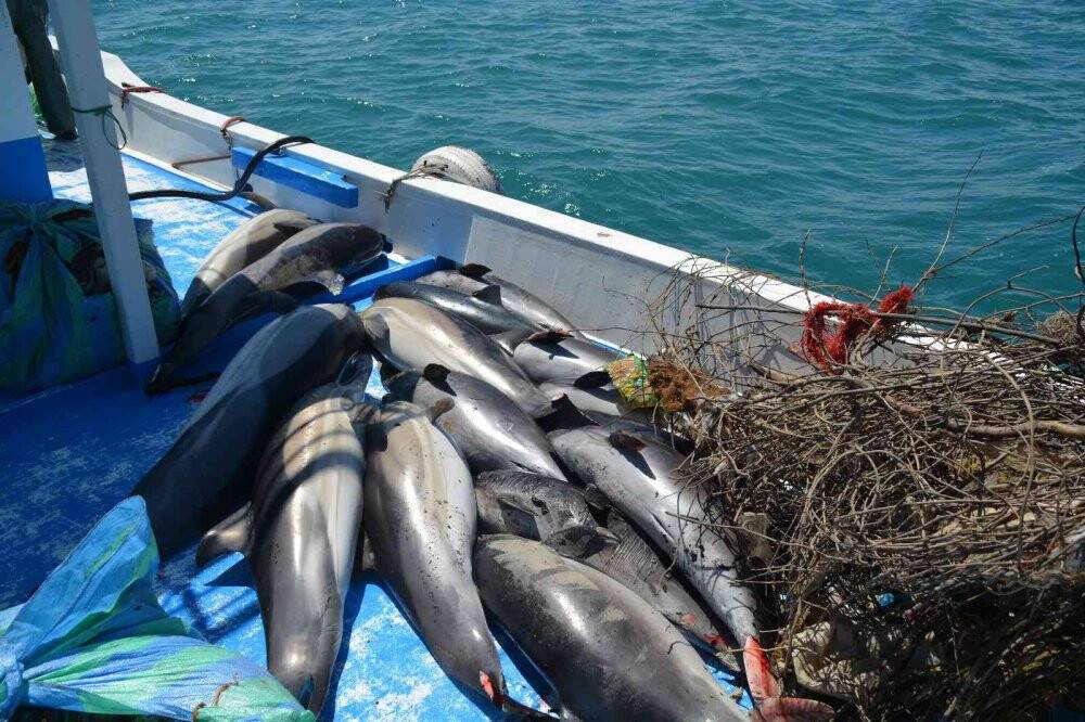 Ağlara takılan akustik cihazlar, yunusların hayatını kurtaracak