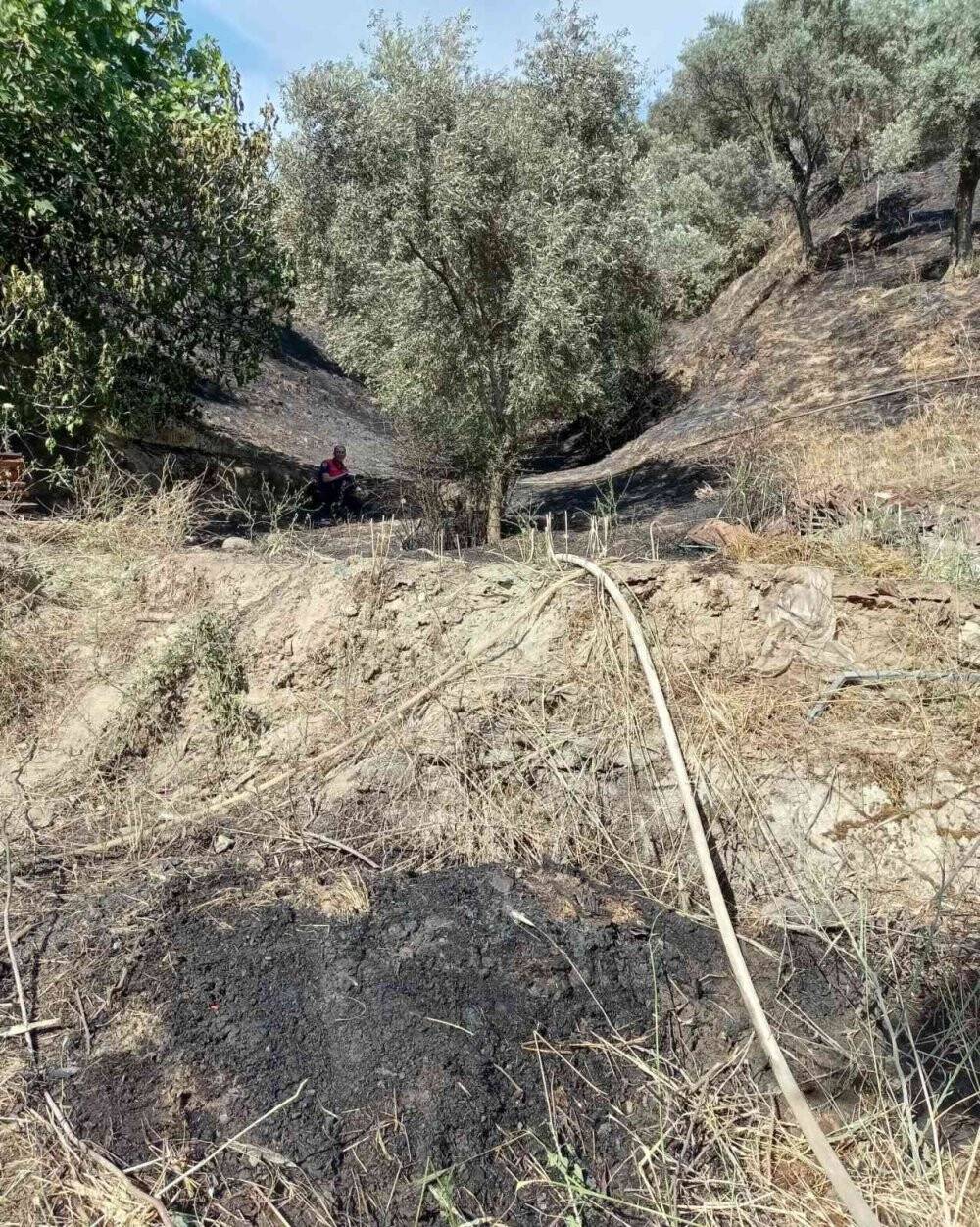 Aydın’da zeytinlik alandaki yangın büyümeden söndürüldü