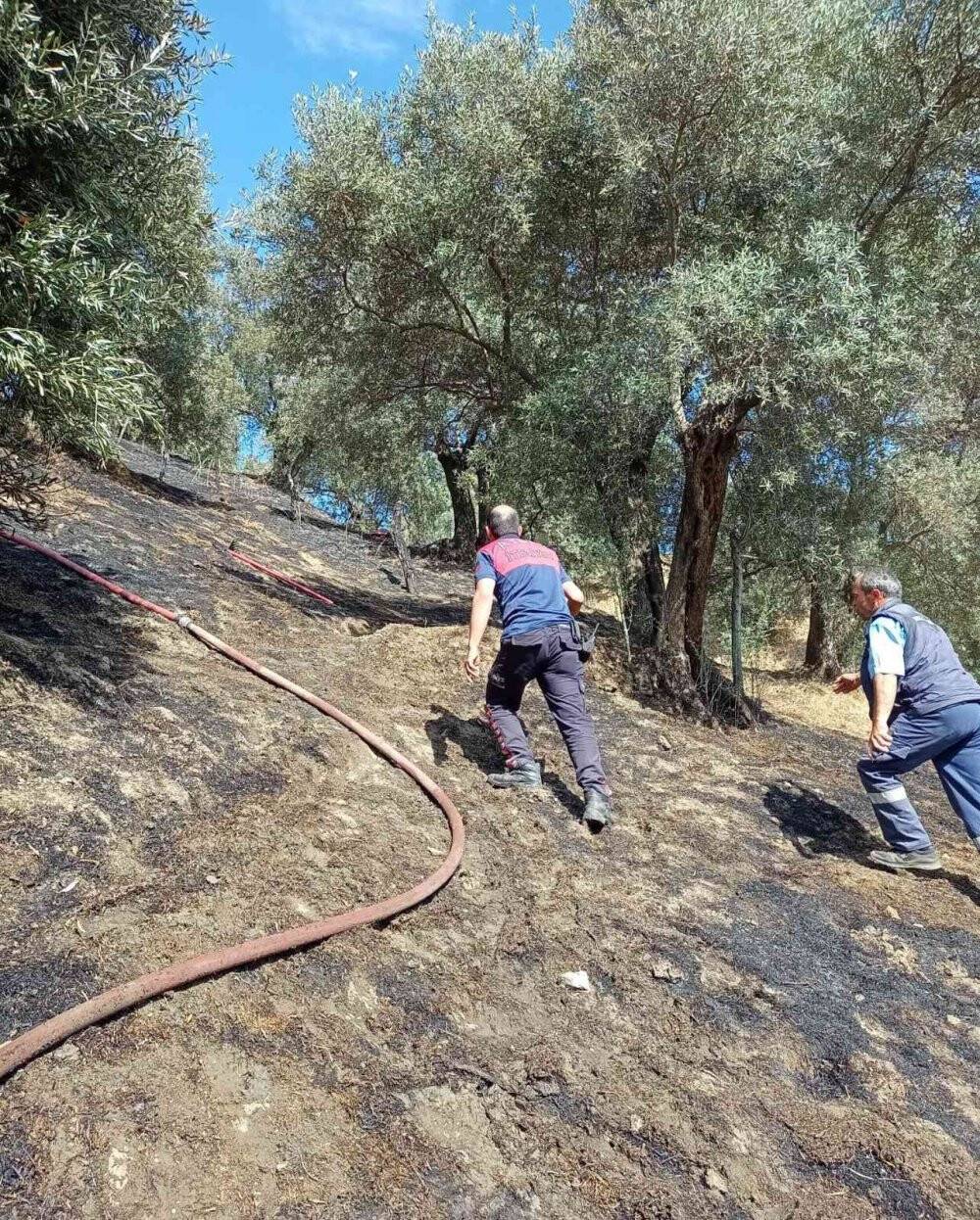 Aydın’da zeytinlik alandaki yangın büyümeden söndürüldü
