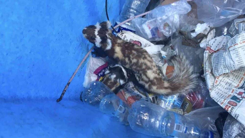 Nesli tükenmekte olan ‘alaca sansar’ yavrularıyla köye indi