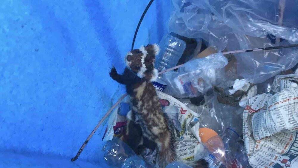 Nesli tükenmekte olan ‘alaca sansar’ yavrularıyla köye indi