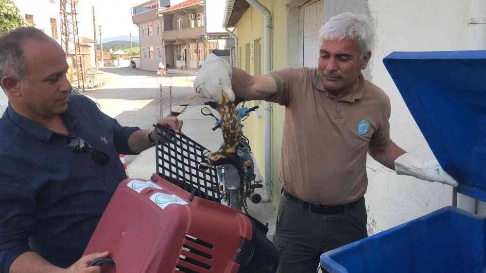 Nesli tükenmekte olan ‘alaca sansar’ yavrularıyla köye indi