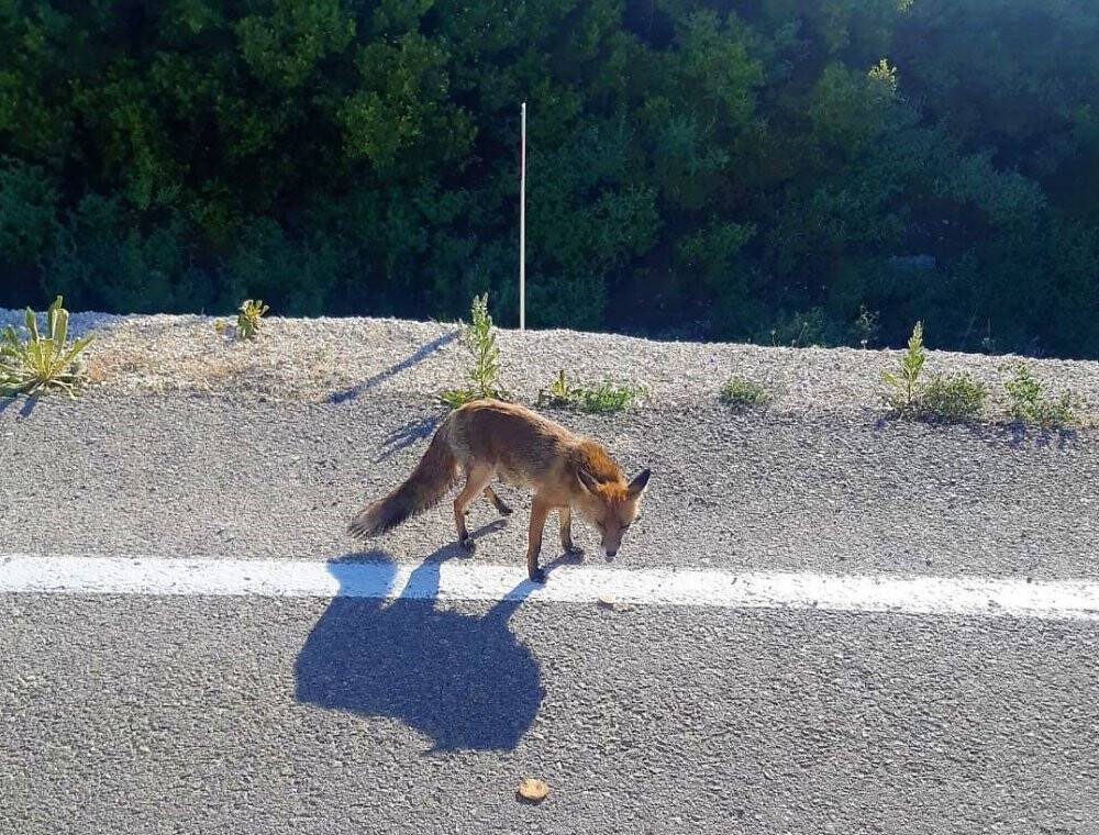 Sürücülerin maskotu oldu