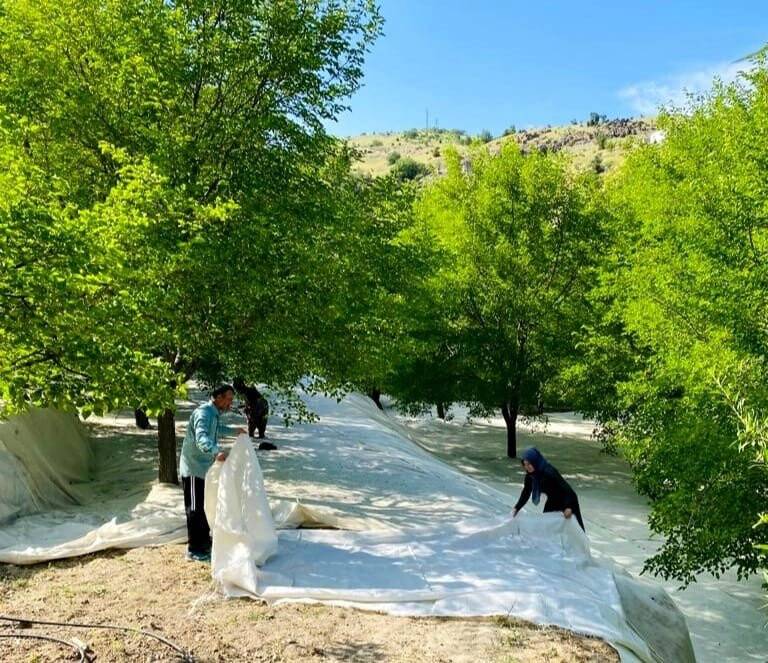 Tescilli Ulukale dutunda çalışmalar başladı