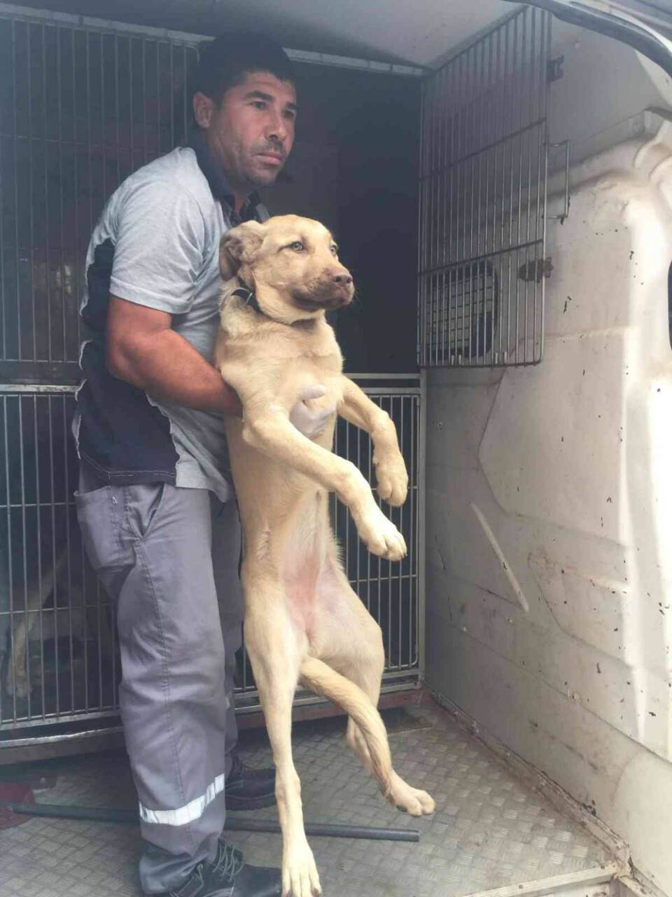 Bagajda taşınan köpek barınağa teslim edildi