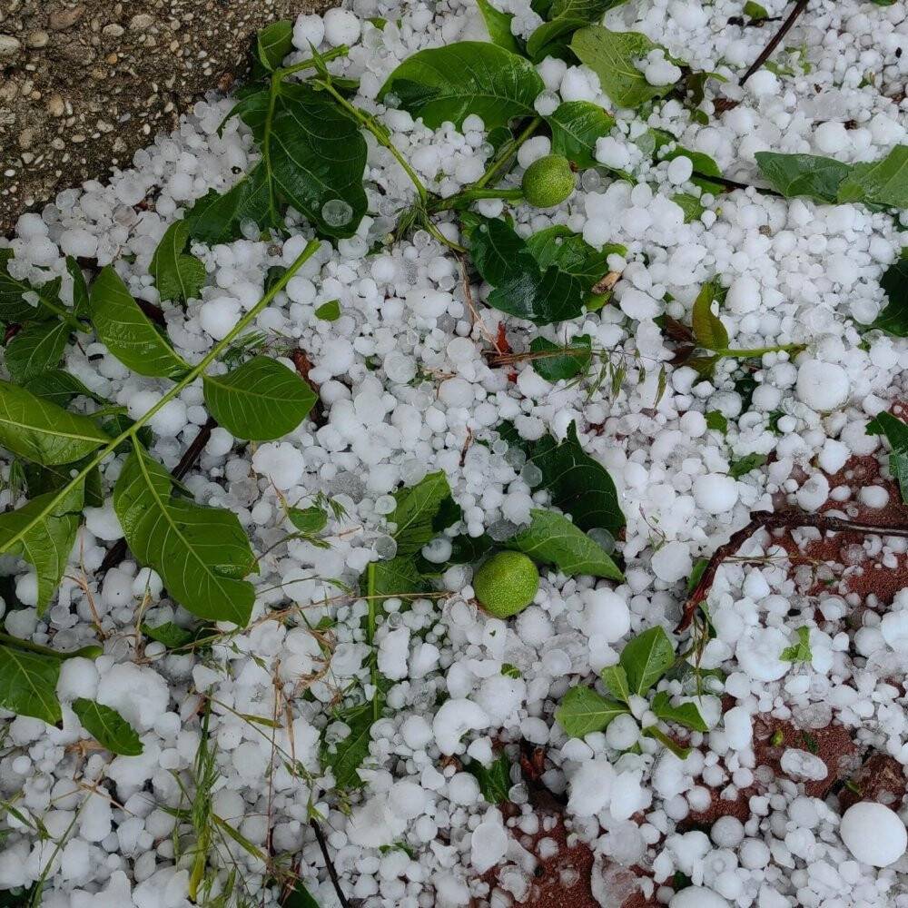 Ceviz büyüklüğündeki dolu ekili arazilere zarar verdi
