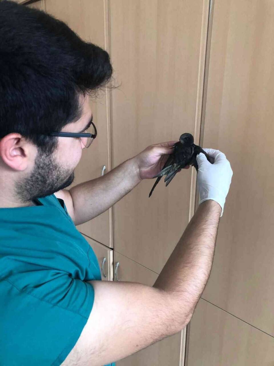 Yaralı bulunan ebabil kuşu tedavi altına alındı