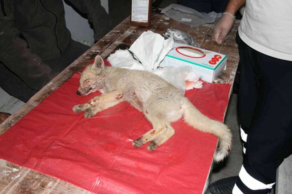 Çarptığı yavru tilkiyi 112 Acil Servis İstasyonuna götürdü