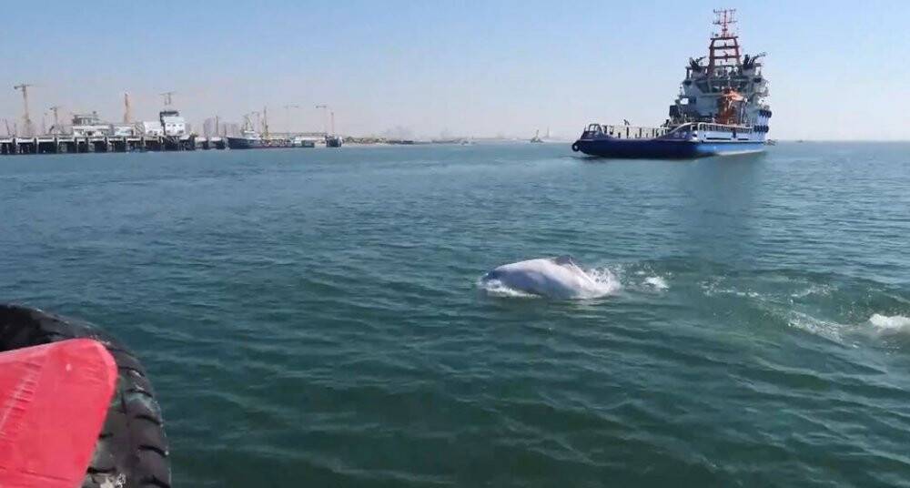 Çin kıyılarında ender rastlanan beyaz yunuslar görüldü