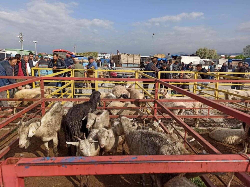 Bayramın yaklaşmasıyla küçükbaş hayvan pazarında hareketlilik başladı