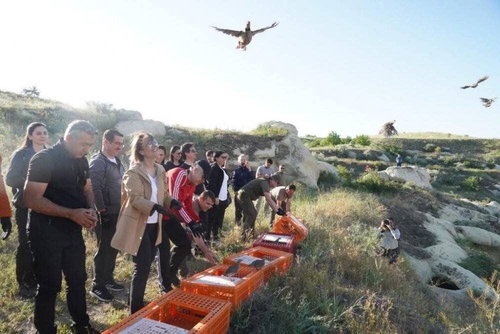 Gomeda Vadisi’nde 200 kınalı keklik salındı