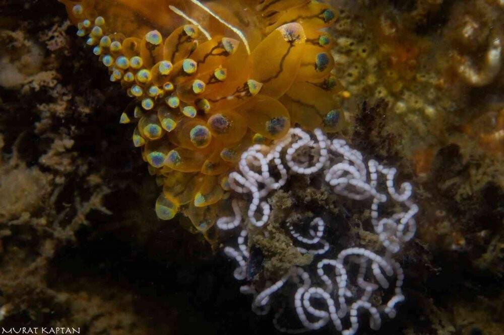 İzmir Körfezi’nde bir ilk: Janolus cristatus görüntülendi