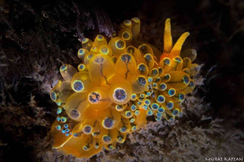 İzmir Körfezi’nde bir ilk: Janolus cristatus görüntülendi