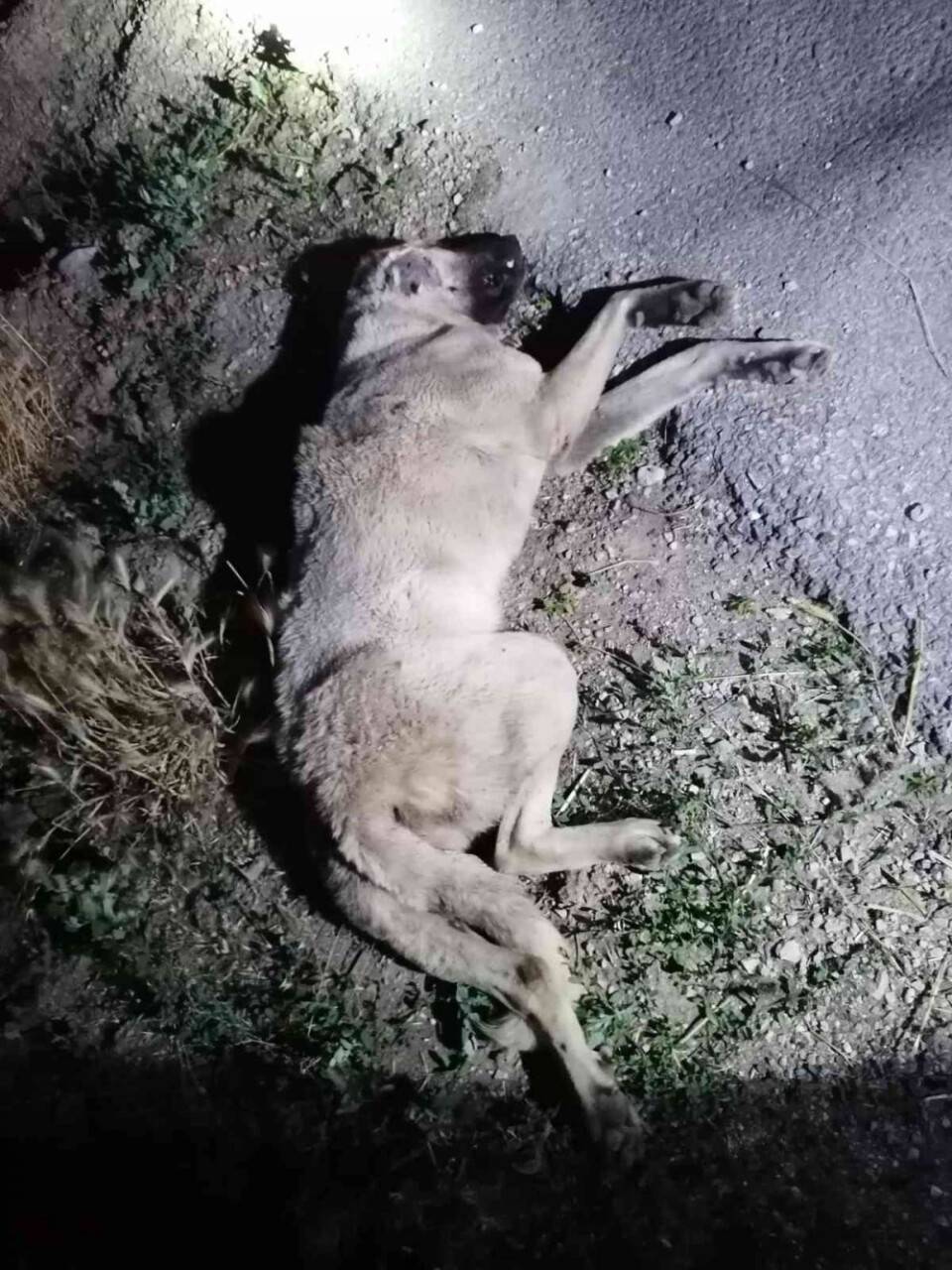 Köpeğe çarpan otomobil bir evin bahçesine savruldu:1 yaralı