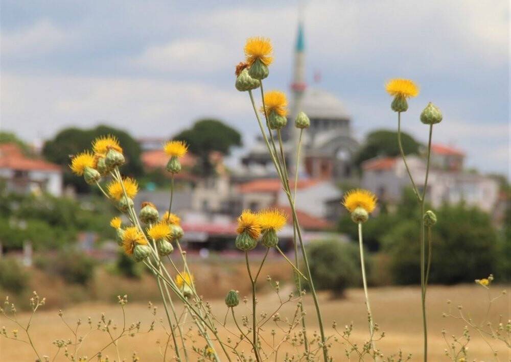 Bu çiçeği koparmanın cezası 109 bin TL