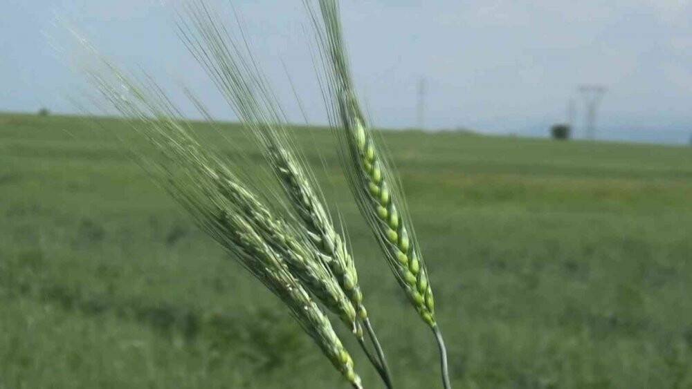 Çiftçiler arpa ve buğday veriminde yüzde 75 artış bekliyor