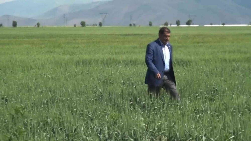 Çiftçiler arpa ve buğday veriminde yüzde 75 artış bekliyor