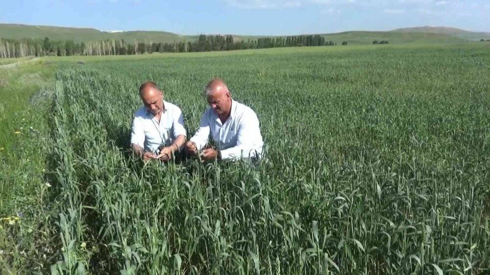 Çiftçiler arpa ve buğday veriminde yüzde 75 artış bekliyor