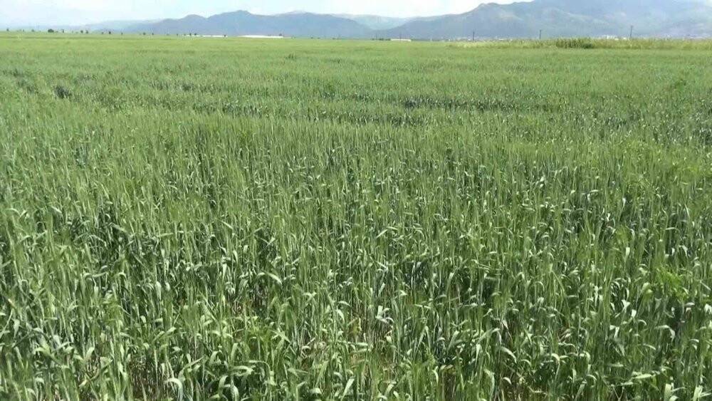 Çiftçiler arpa ve buğday veriminde yüzde 75 artış bekliyor