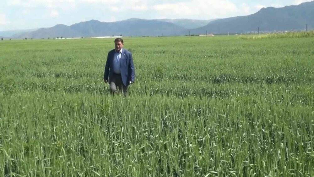 Çiftçiler arpa ve buğday veriminde yüzde 75 artış bekliyor
