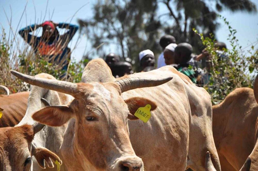 Kuraklık yaşayan ülkelere hayırseverlerin kurbanları ulaştırılacak