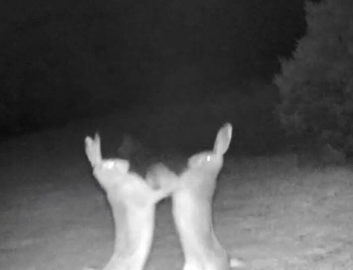 Tavşanların tatlı sert kavgası