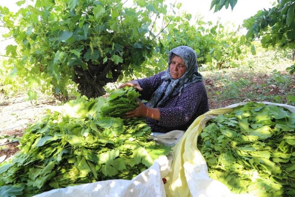 Konya’da üzüm yaprağı hasadı başladı