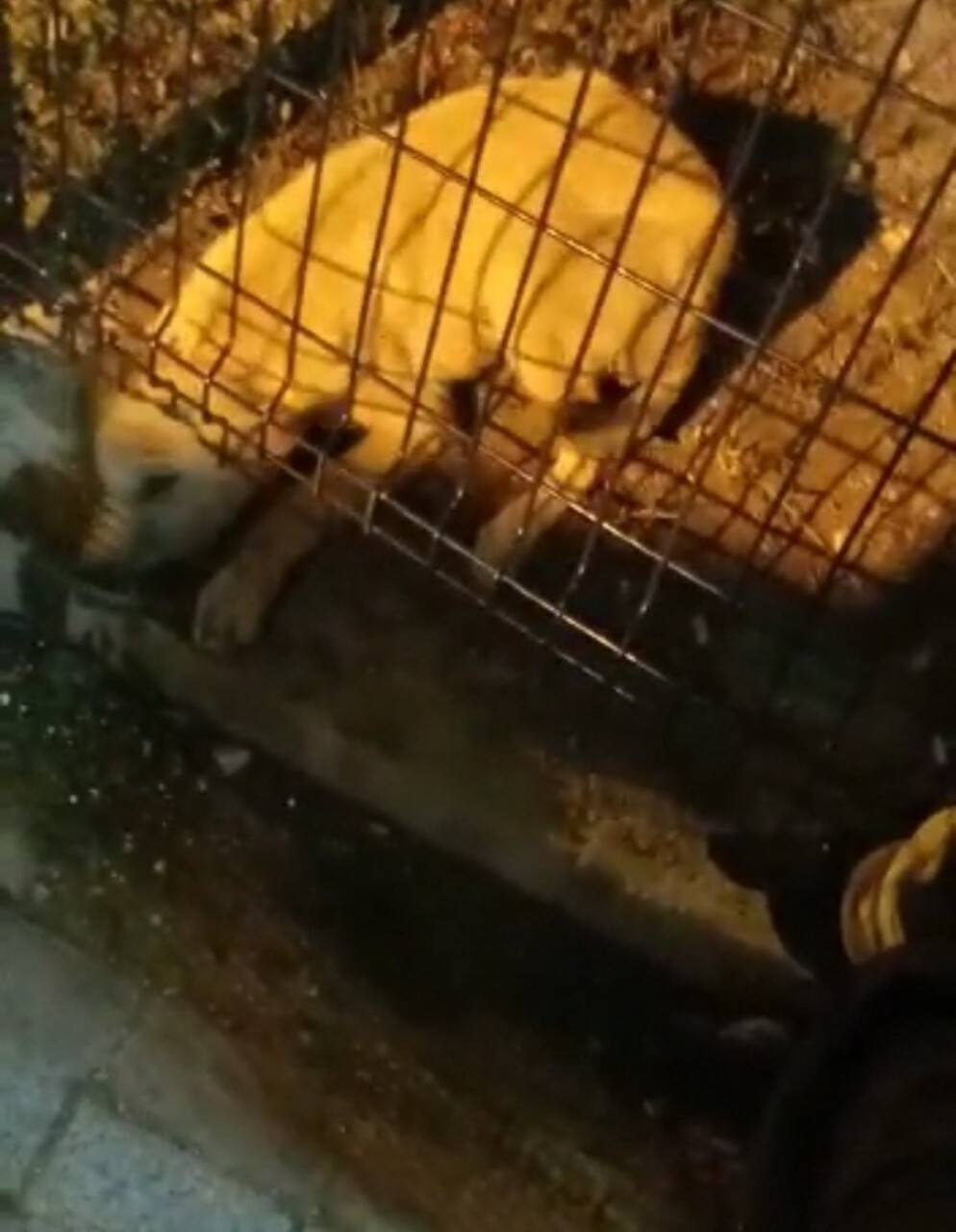 Parkın koruma tellerine sıkışan köpeği itfaiye kurtardı