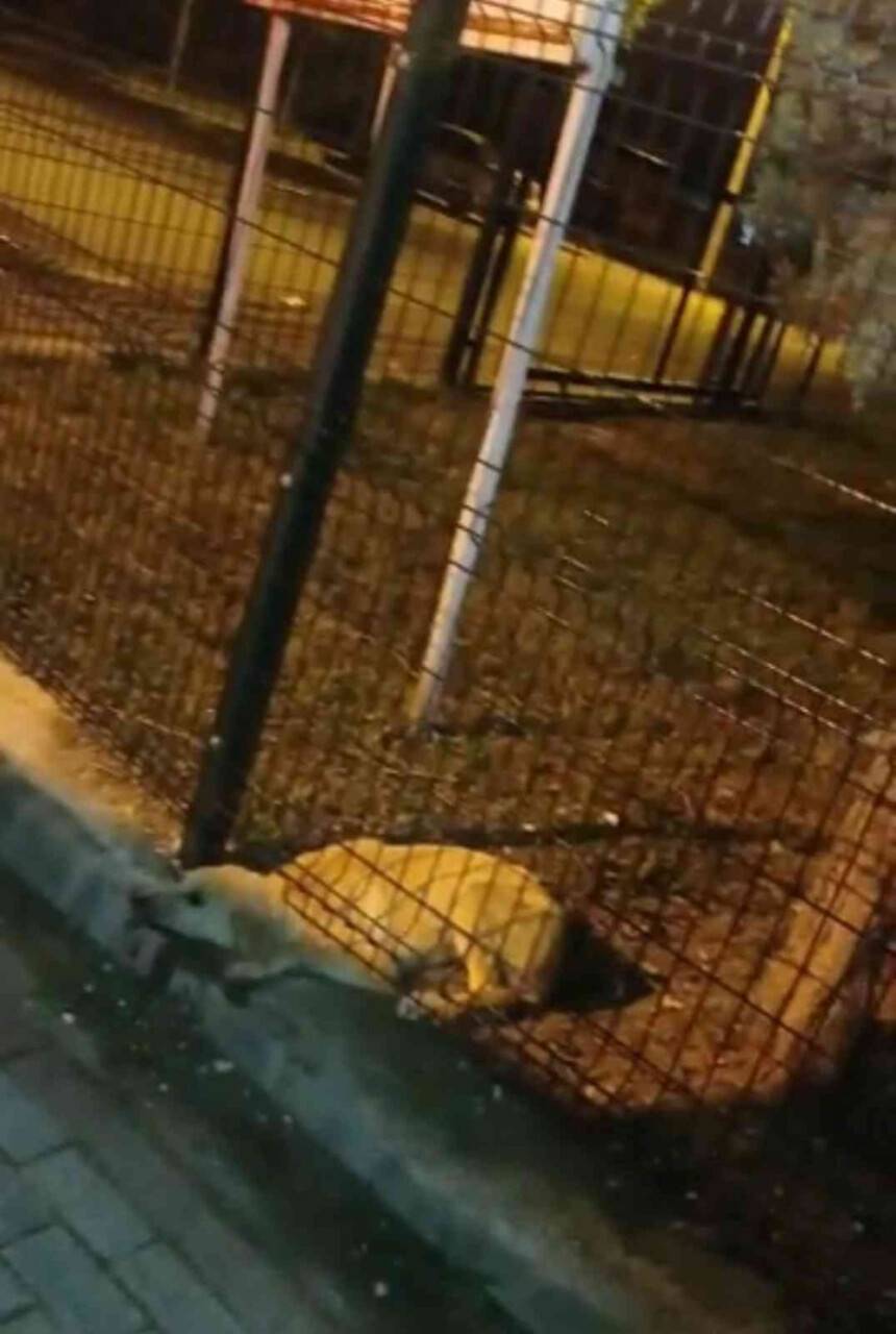 Parkın koruma tellerine sıkışan köpeği itfaiye kurtardı
