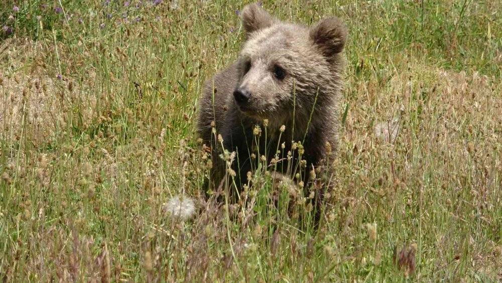 Sevimli ayı ‘Haçuvan’ ile ayrılık zamanı