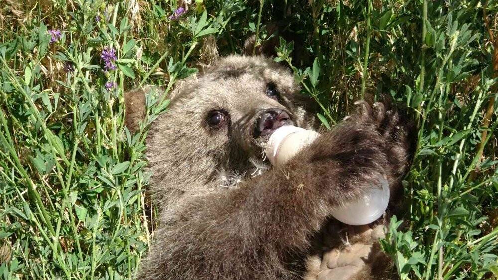 Sevimli ayı ‘Haçuvan’ ile ayrılık zamanı