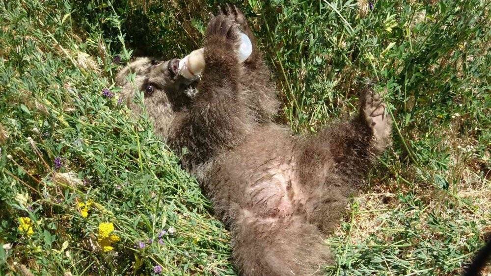 Sevimli ayı ‘Haçuvan’ ile ayrılık zamanı