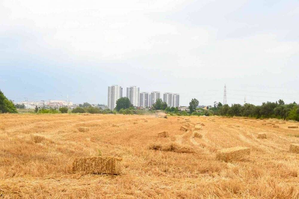 Tarsus Belediyesi, hayvan üreticilerine 22 ton saman balyası dağıtacak