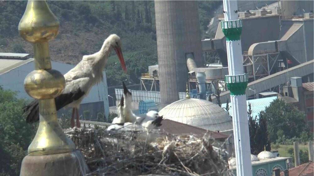 Yıllardır aynı camiye yuva yapan leylek ailesi