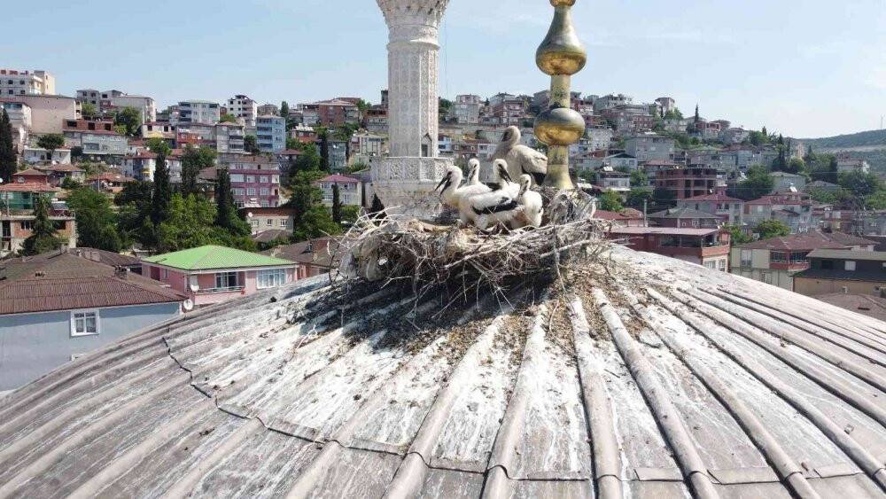 Yıllardır aynı camiye yuva yapan leylek ailesi