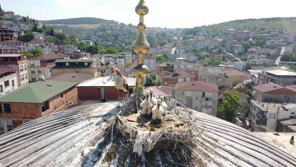 Yıllardır aynı camiye yuva yapan leylek ailesi