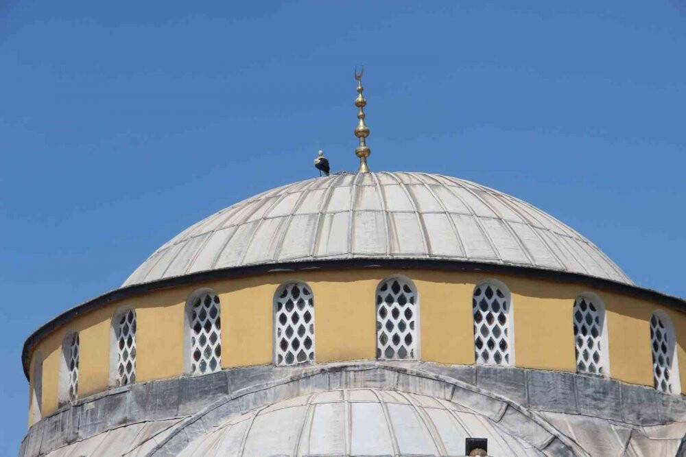 Yıllardır aynı camiye yuva yapan leylek ailesi