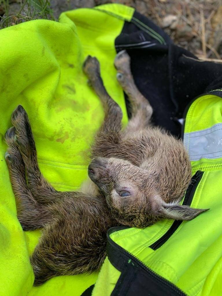 Doğa fotoğrafçısı yeni doğan dağ keçisini hayatta tutmak için her yolu denedi