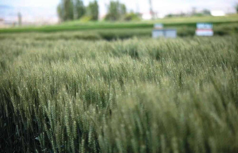 Konya’da Tarla Günü’nde yeni hububat çeşitleri üreticilere tanıtıldı
