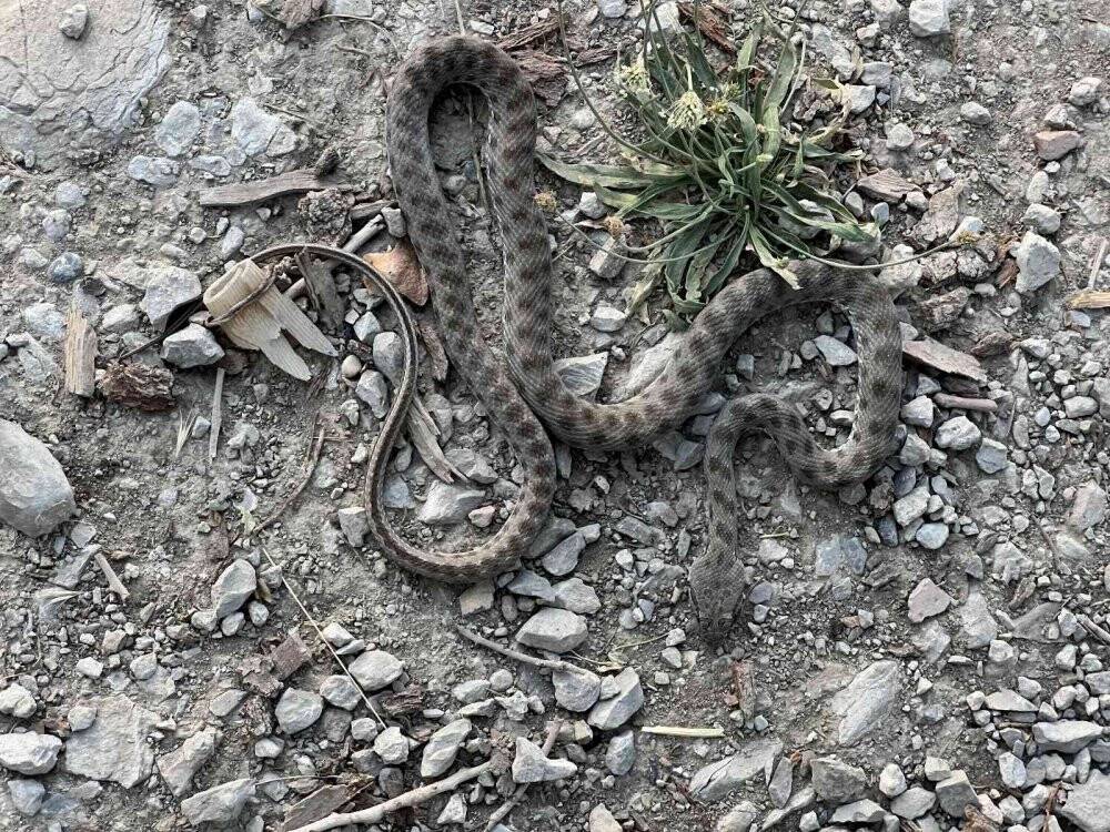 Uzmandan yılan türü uyarısı