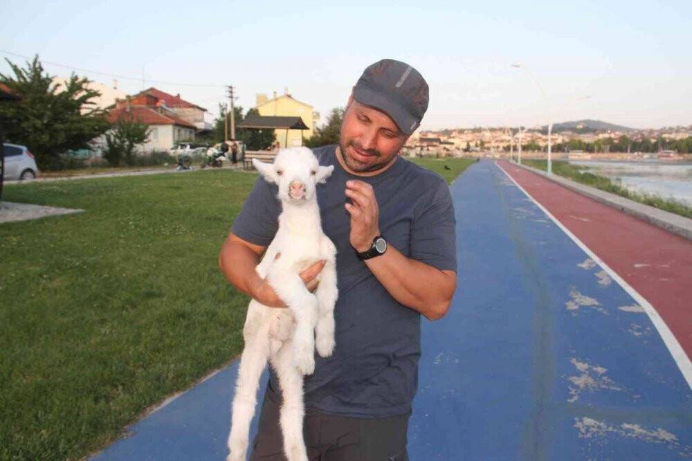 Ailesinin aldığı ’pamuk’ isimli oğlağı biberonla besliyor
