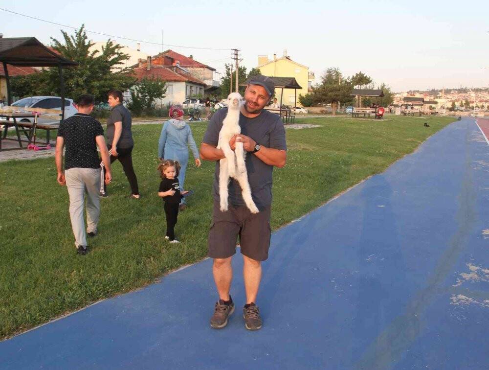 Ailesinin aldığı ’pamuk’ isimli oğlağı biberonla besliyor