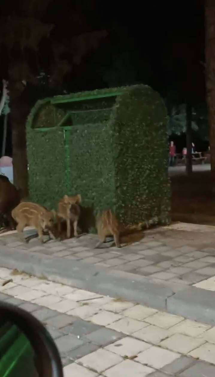 Piknik alanını basan domuzlar üredi