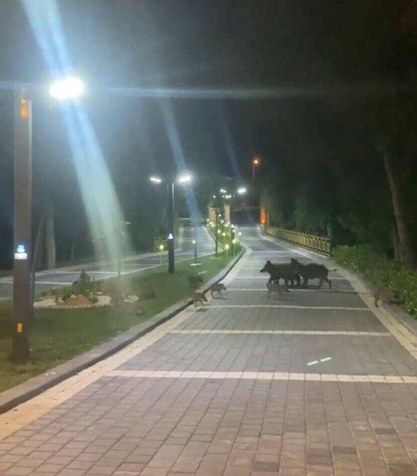 Piknik alanını basan domuzlar üredi