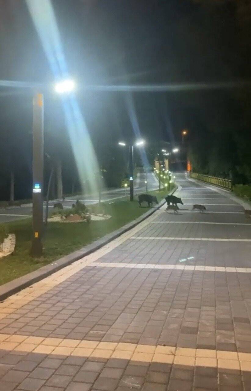 Piknik alanını basan domuzlar üredi